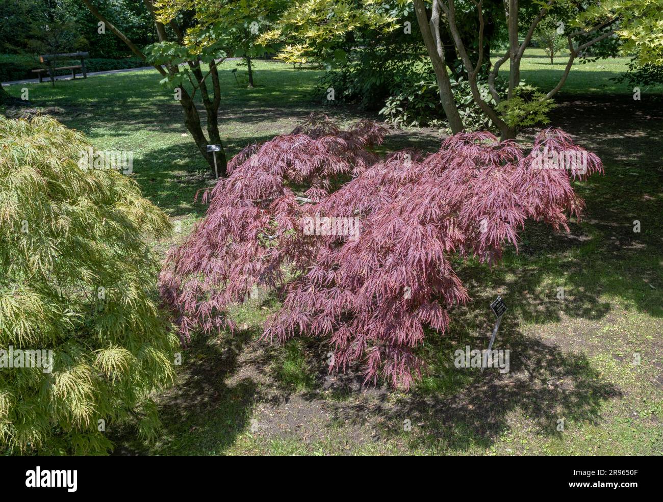 Acer palmatum dissectum atropurpureum, japanischer Ahorn Stockfoto