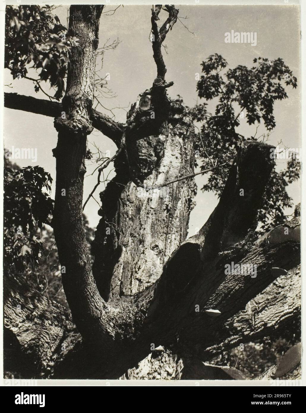 Der Alte Ahorn - Lake George. Alfred Stieglitz. 1926. Stockfoto