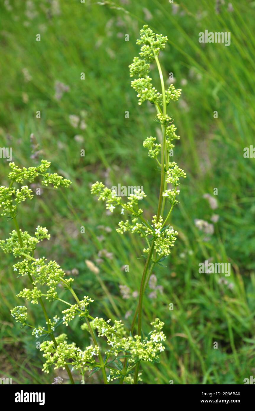 Galium wächst auf einer Wiese in freier Wildbahn Stockfoto