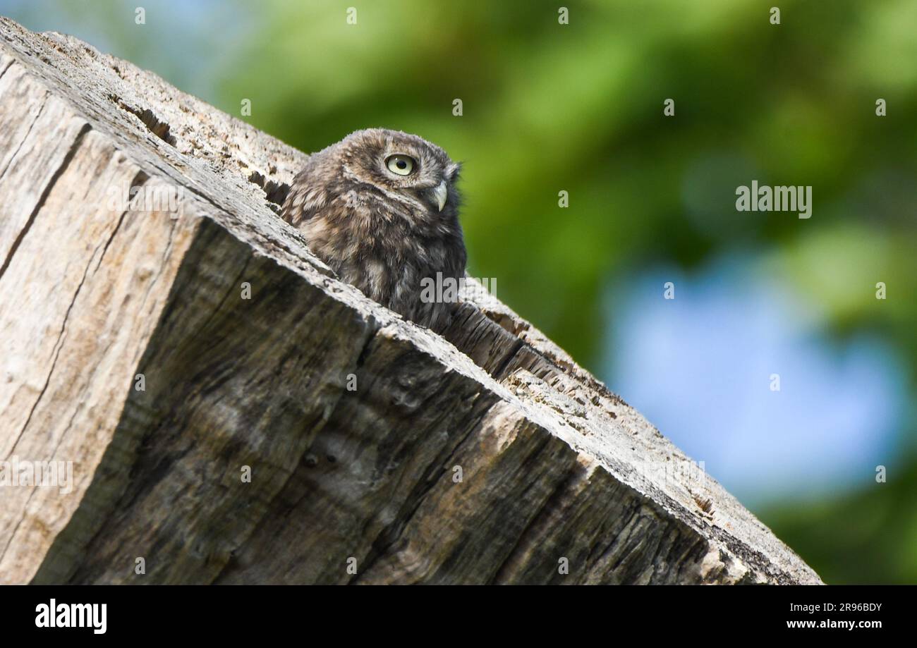 Athene noctua Stockfoto