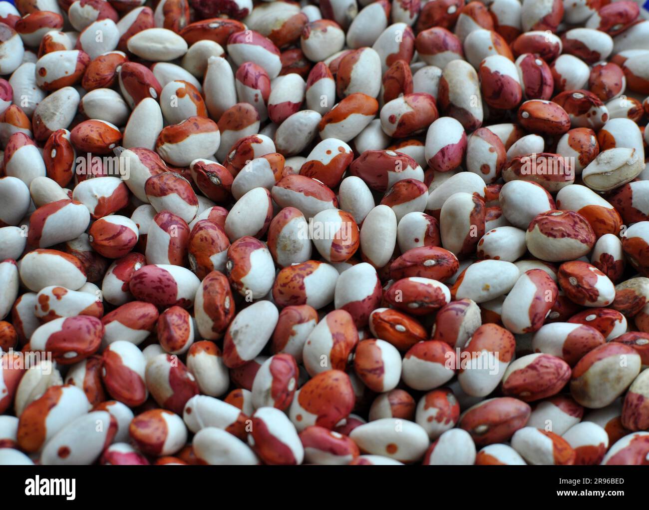 Hintergrund einer Ernte trockener Bohnen Stockfoto