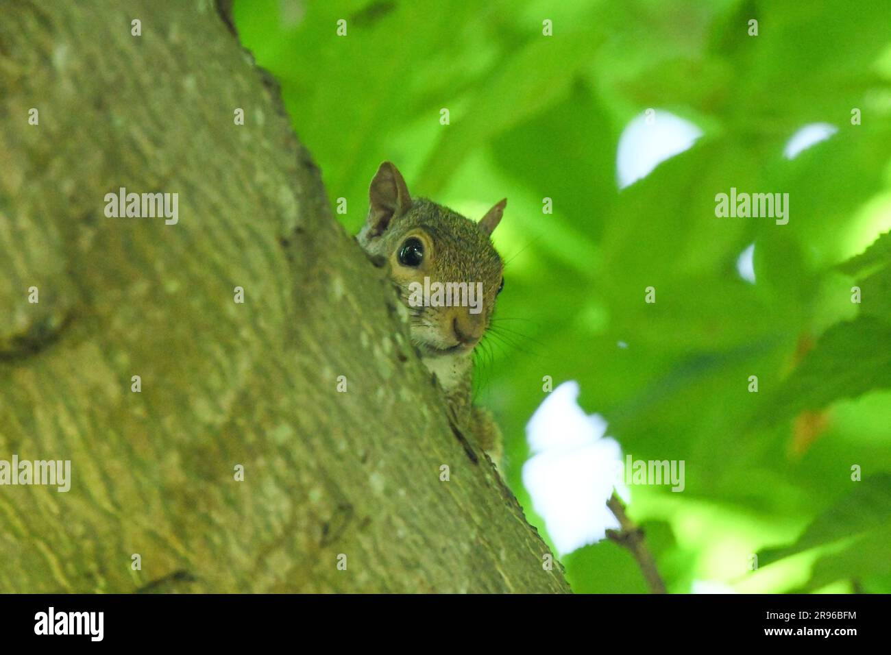 Östliche graue Eichhörnchen Stockfoto