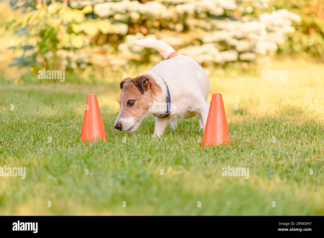 Hundetraining, um der Geruchsspur in der scentwork-Trainingsschule zu folgen Stockfoto