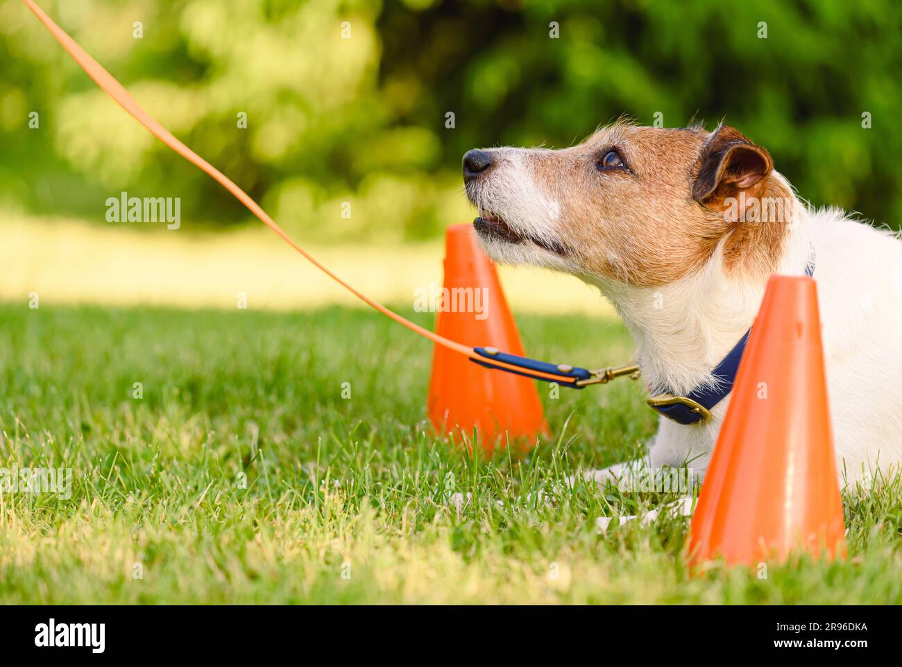 In der Hundeschule trainiert der Hund grundlegende Befehle und konzentriert sich auf den Betreuer Stockfoto