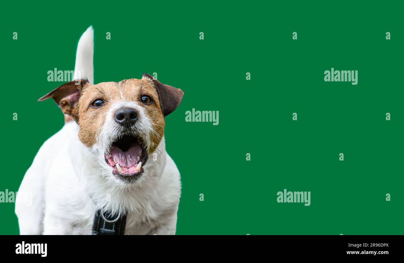 Reaktives Hundebellen braucht ein Verhaltensmodifikationstraining. Isoliert auf einfarbigem Hintergrund Stockfoto