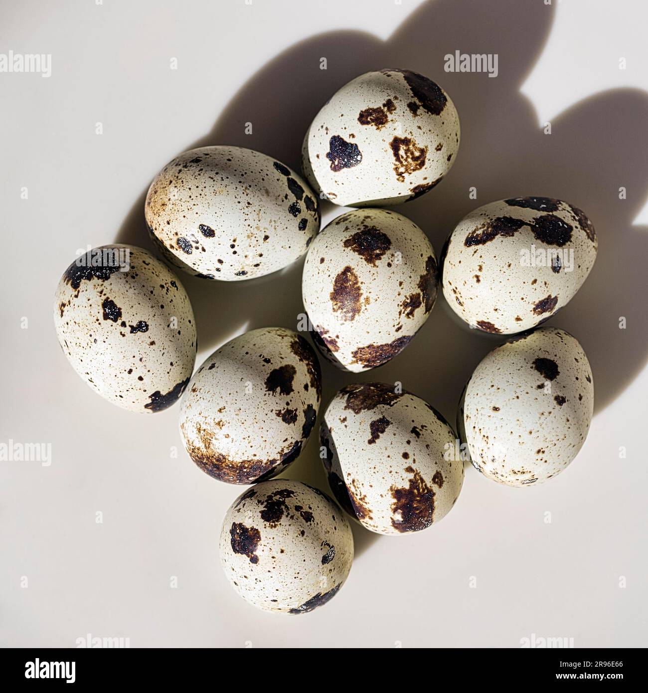 Neun Wachteleier, Eier der Wachtel (Coturnix coturnix), Tabletop Stockfoto