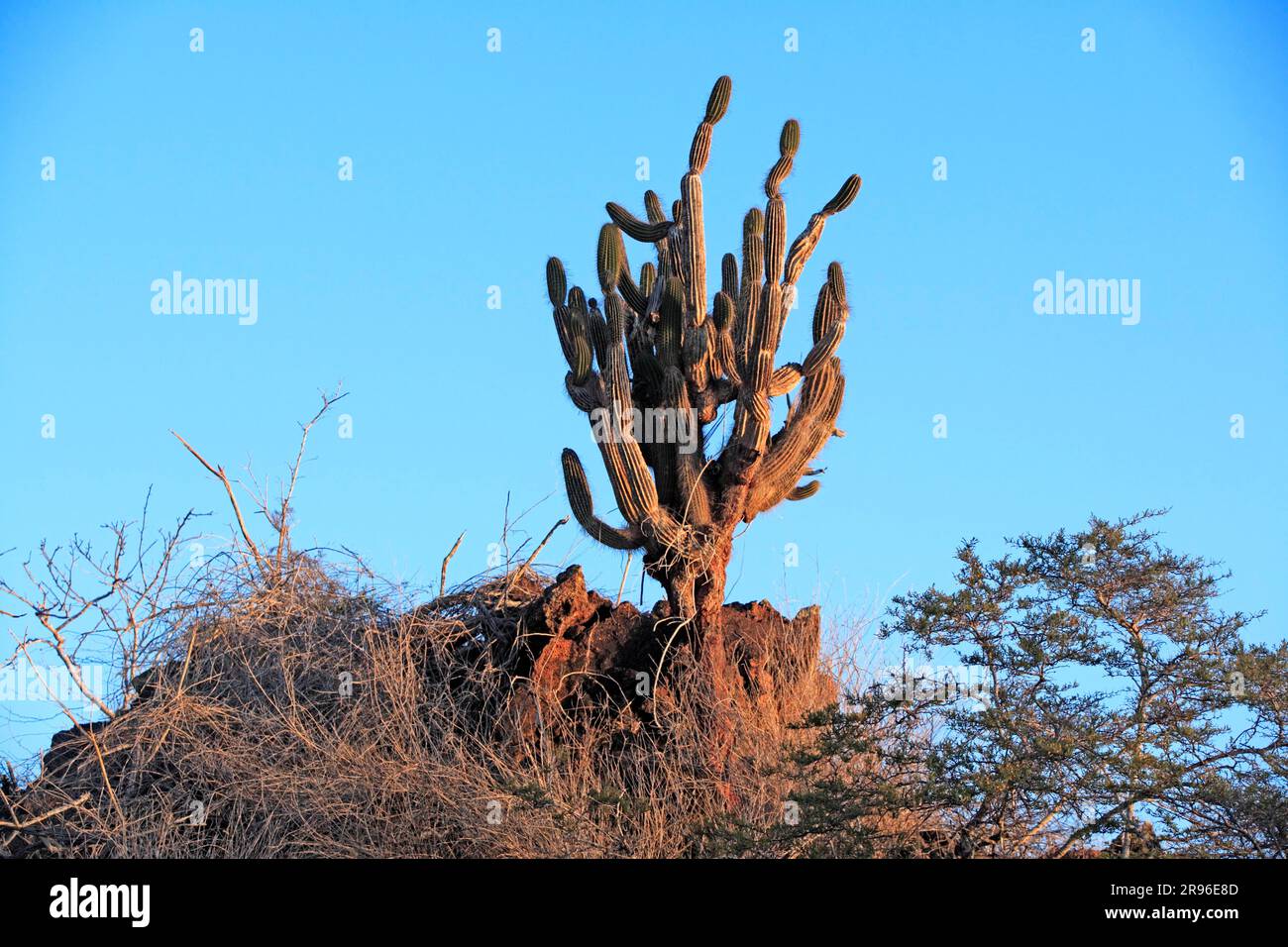 Galapagos Columnar Cactus, Galapagos Candelabra Cactus (Jasminocereus thouarsii), Galapagos-Inseln, Ecuador Candelabra Cactus, Ecuador Candel Stockfoto