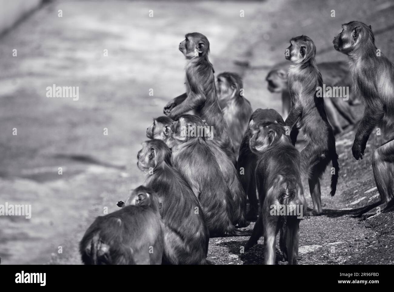 Makaken im Heidelberger Zoo Stockfoto