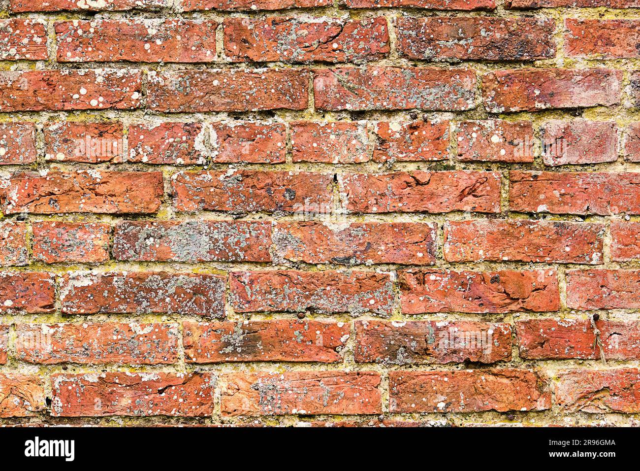 Alte rote Backsteinmauer mit etwas Schimmel Stockfoto