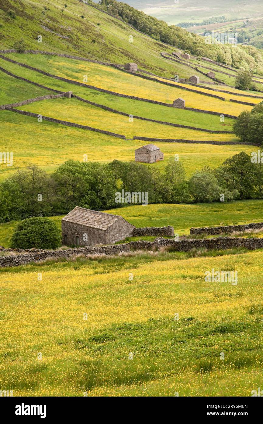 Scheunen und Wiesen in Blüte, Swaledale, Yorkshire Dales UK. Stockfoto
