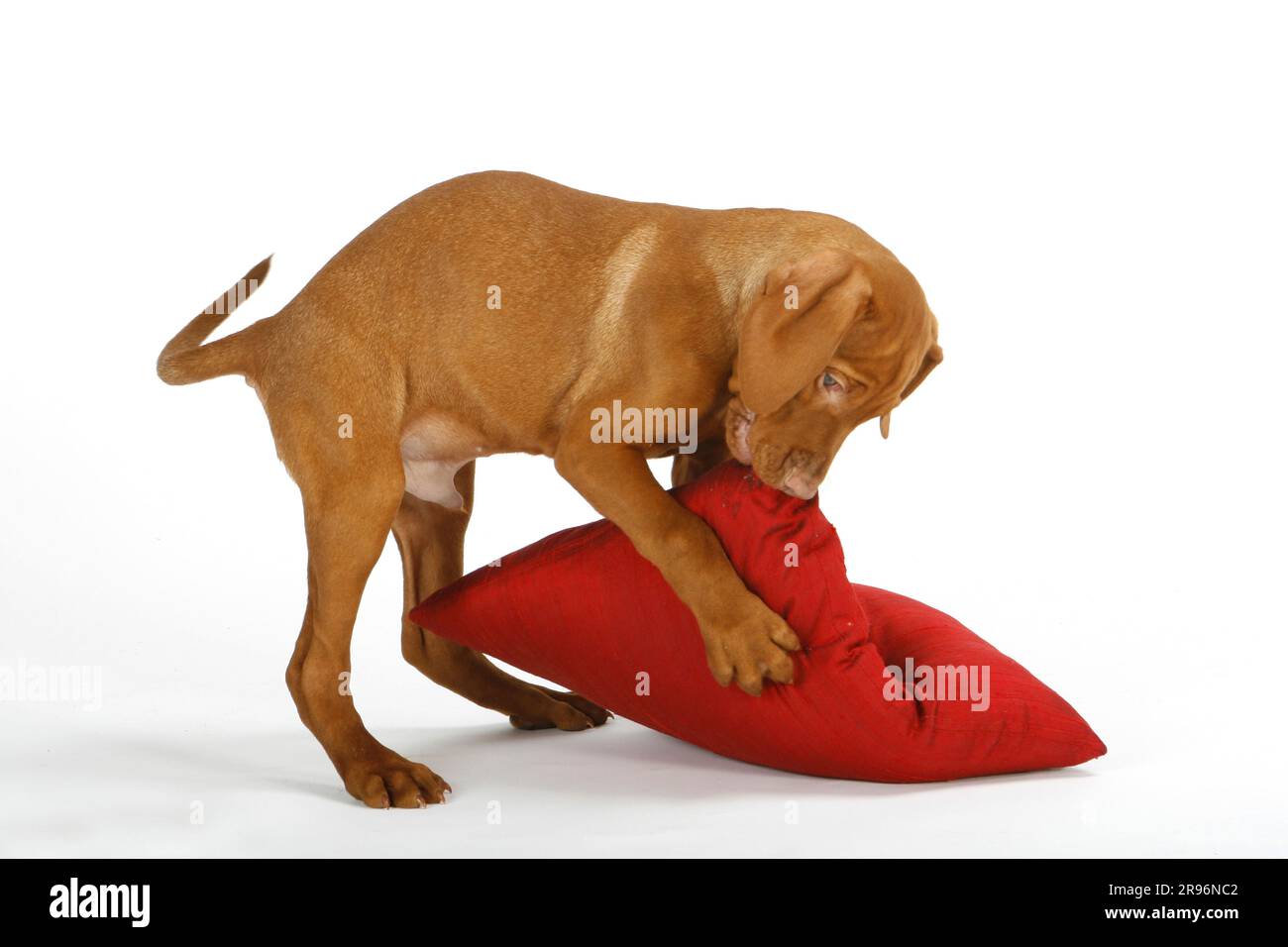 Magyar Vizsla, Welpe, 11 Wochen, mit Kissen, ungarischer Hund mit Schenkel, Männlich Stockfoto