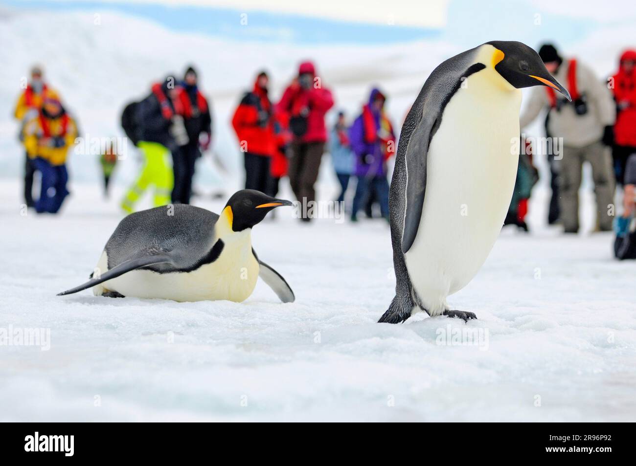 Touristen beobachten Kaiserpinguine (Aptenodytes foresteri), Antarktis Stockfoto