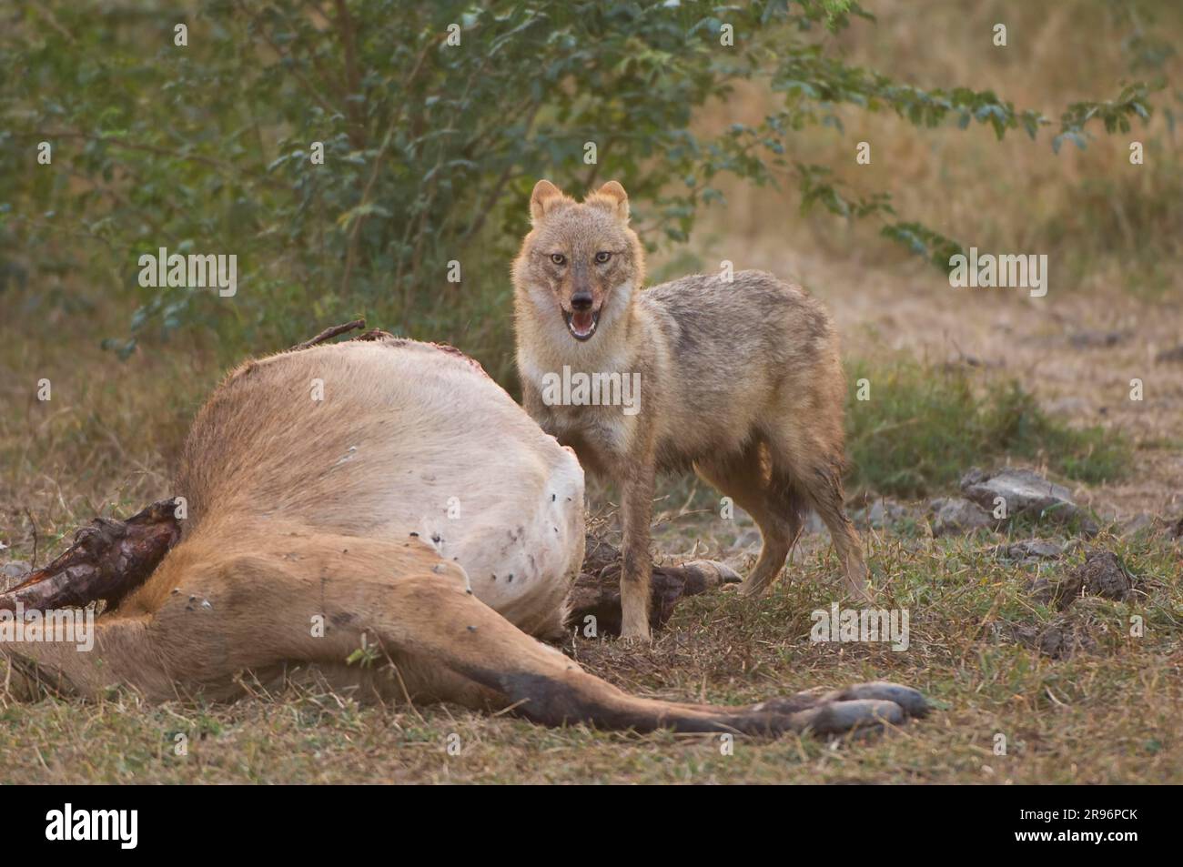 Goldener Schakal (Canis aureus) am Antilope Carcass, Keoladeo Ghana National Park, Rajasthan, Indien Stockfoto