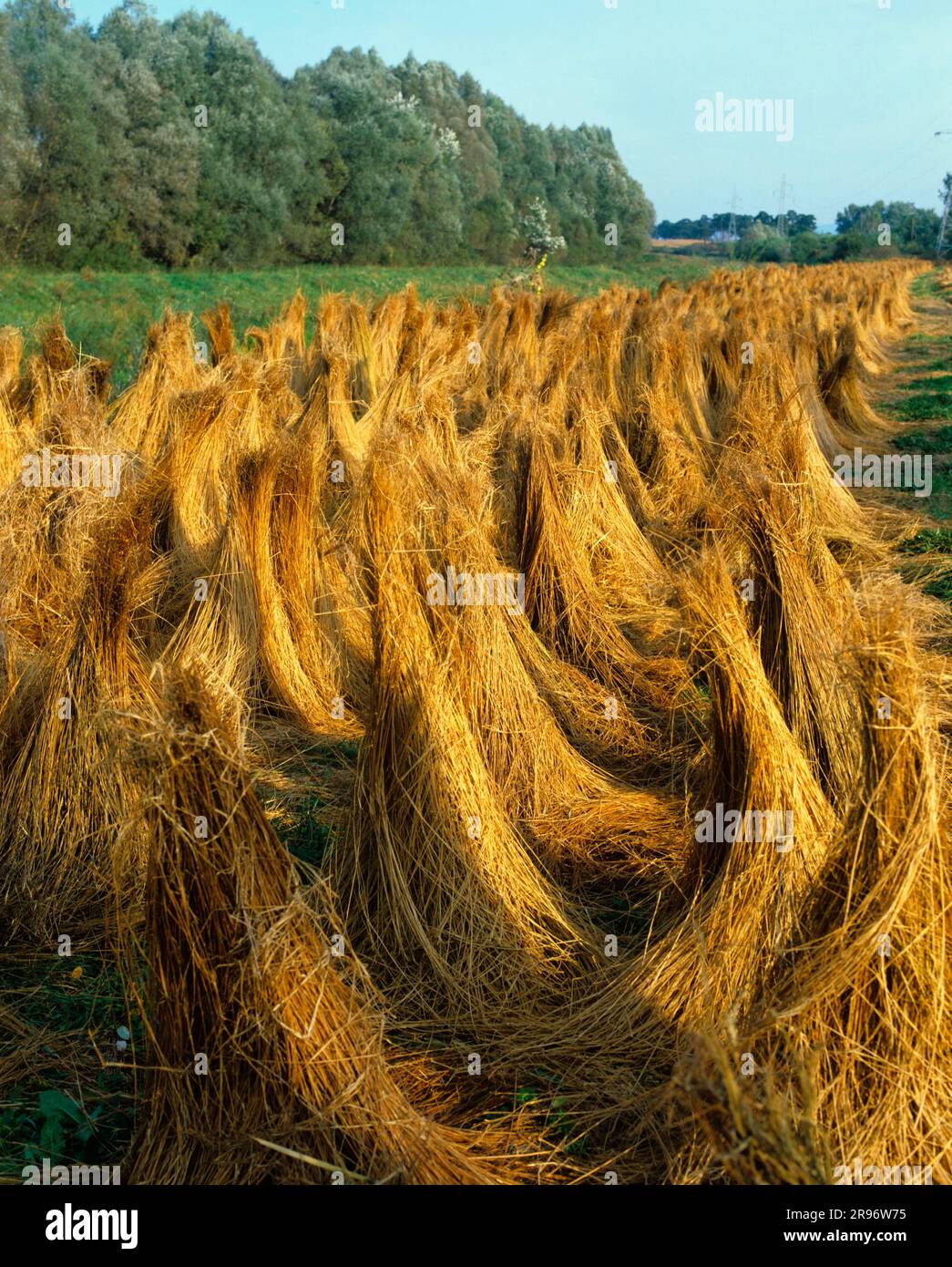 Flachsbündel/Flachsernte Stockfoto