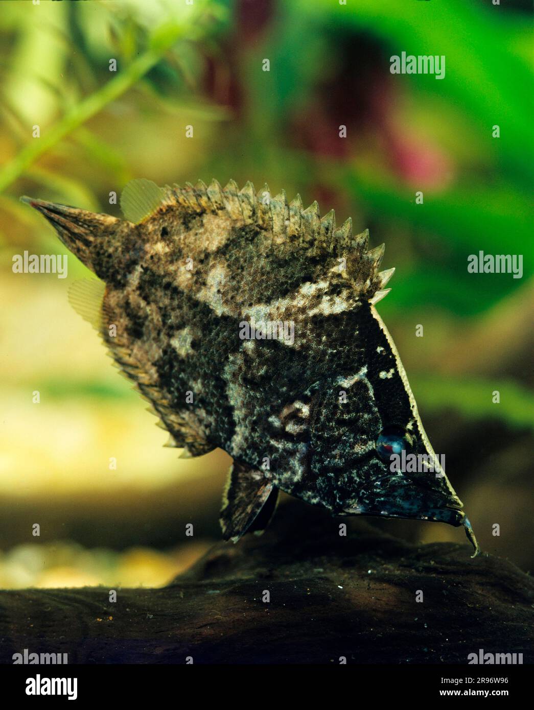 Südamerikanischer Blattfisch (Monocirrhus polyacanthus), Bartfisch Stockfoto