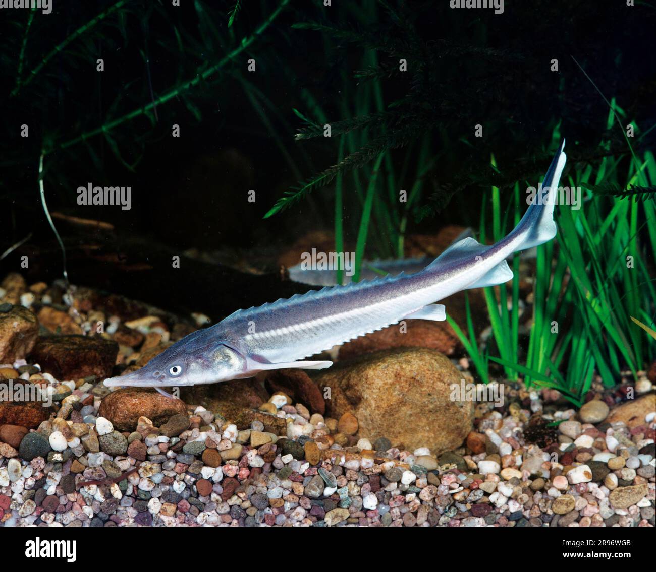 Ostseestör (Acipenser sturio), Europäischer Stör, Atlantischer Stör Stockfoto