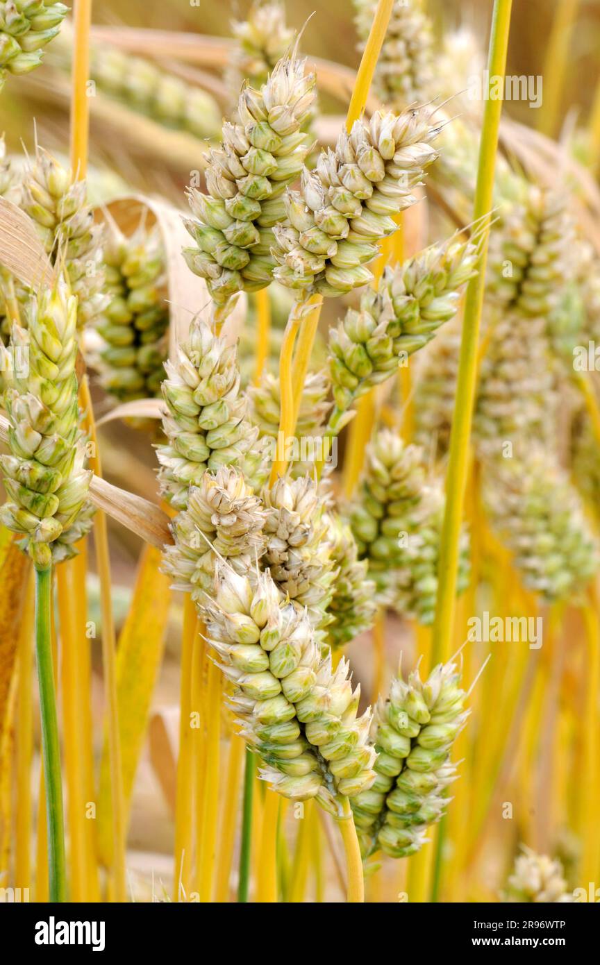 Zwergweizen (Triticum compactum) Stockfoto
