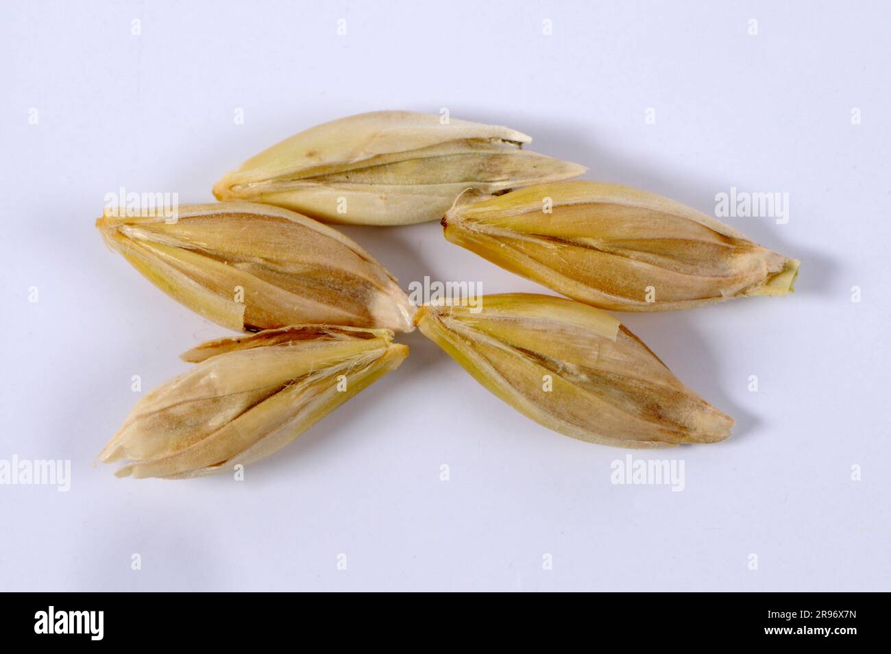 6-zeilige Gerste (Hordeum vulgare hexastichon), Gerstenkörner Stockfoto