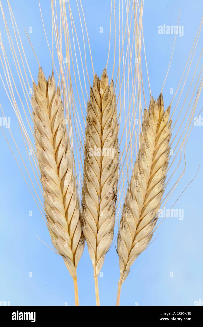 Wilder Einkornweizen (Triticum baeoticum thaoudar), Einkorn Stockfoto