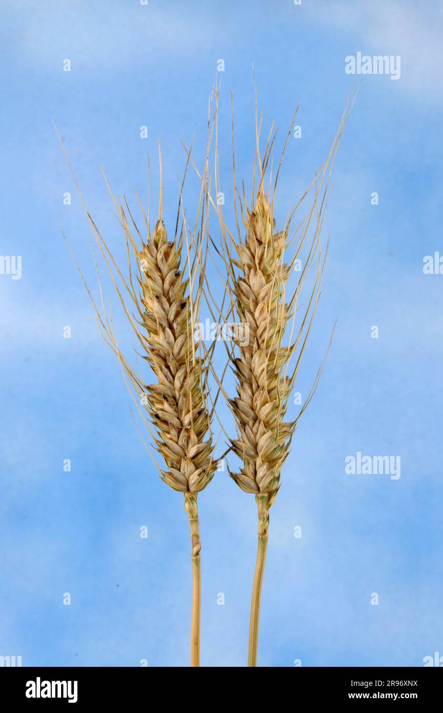 Durum (Triticum durum) „Aristatum“, Weizenkörner Stockfoto