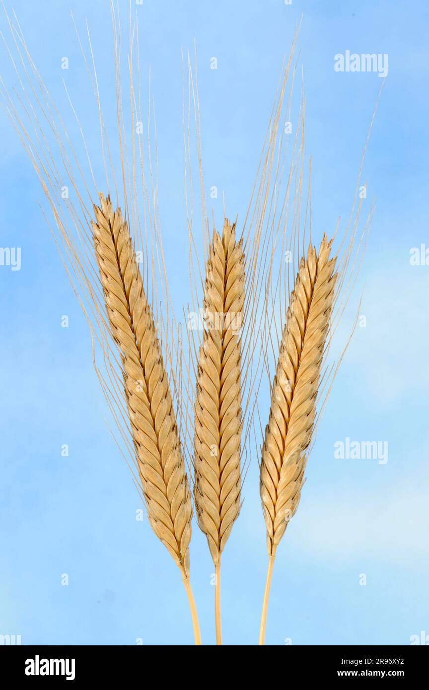 Einkornweizen (Triticum monococcum) „Postmaturum“ Stockfoto