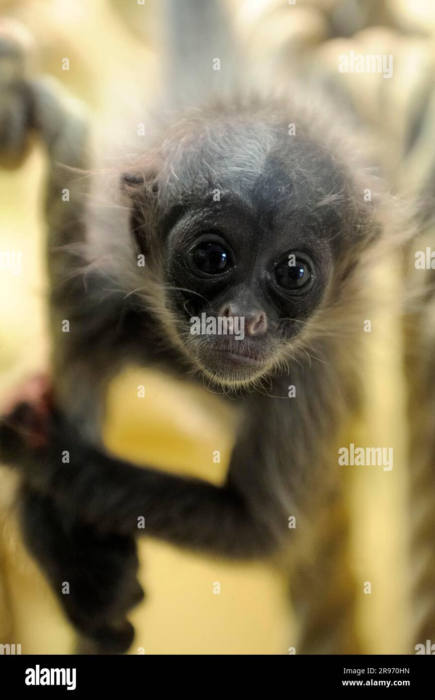 Jungfische Spinnenaffe mit goldener Front (Ateles belzebuth belzebuth) Stockfoto