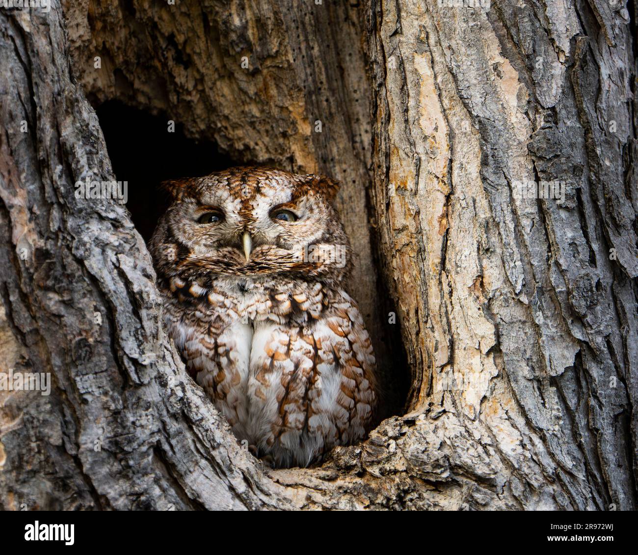 Eastern Screech-Owl ruht in seiner Höhle. Stockfoto