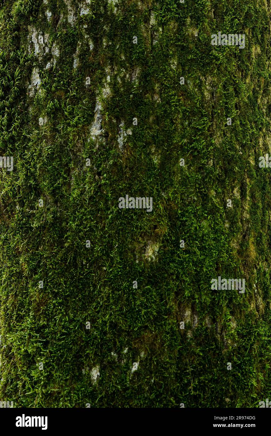 Eine vertikale Nahaufnahme von Details auf grünem Baummoos Stockfoto