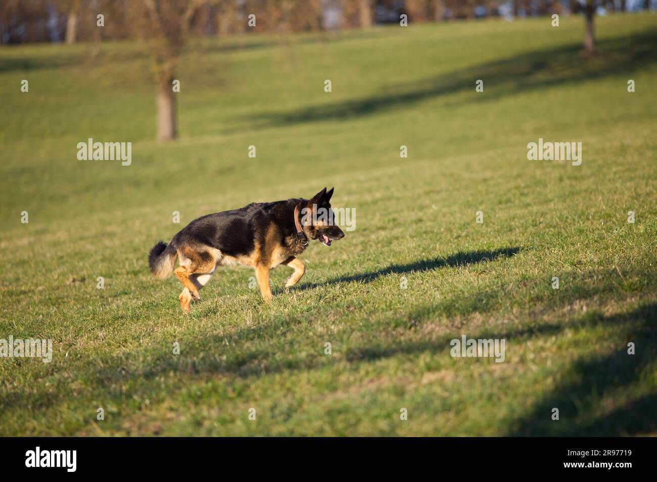 Deutscher Schäferhund läuft frei auf der Wiese Stockfoto