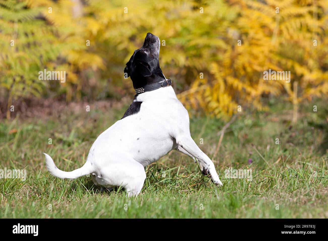 Süßer kleiner Pinscher-Hund im Park Stockfoto