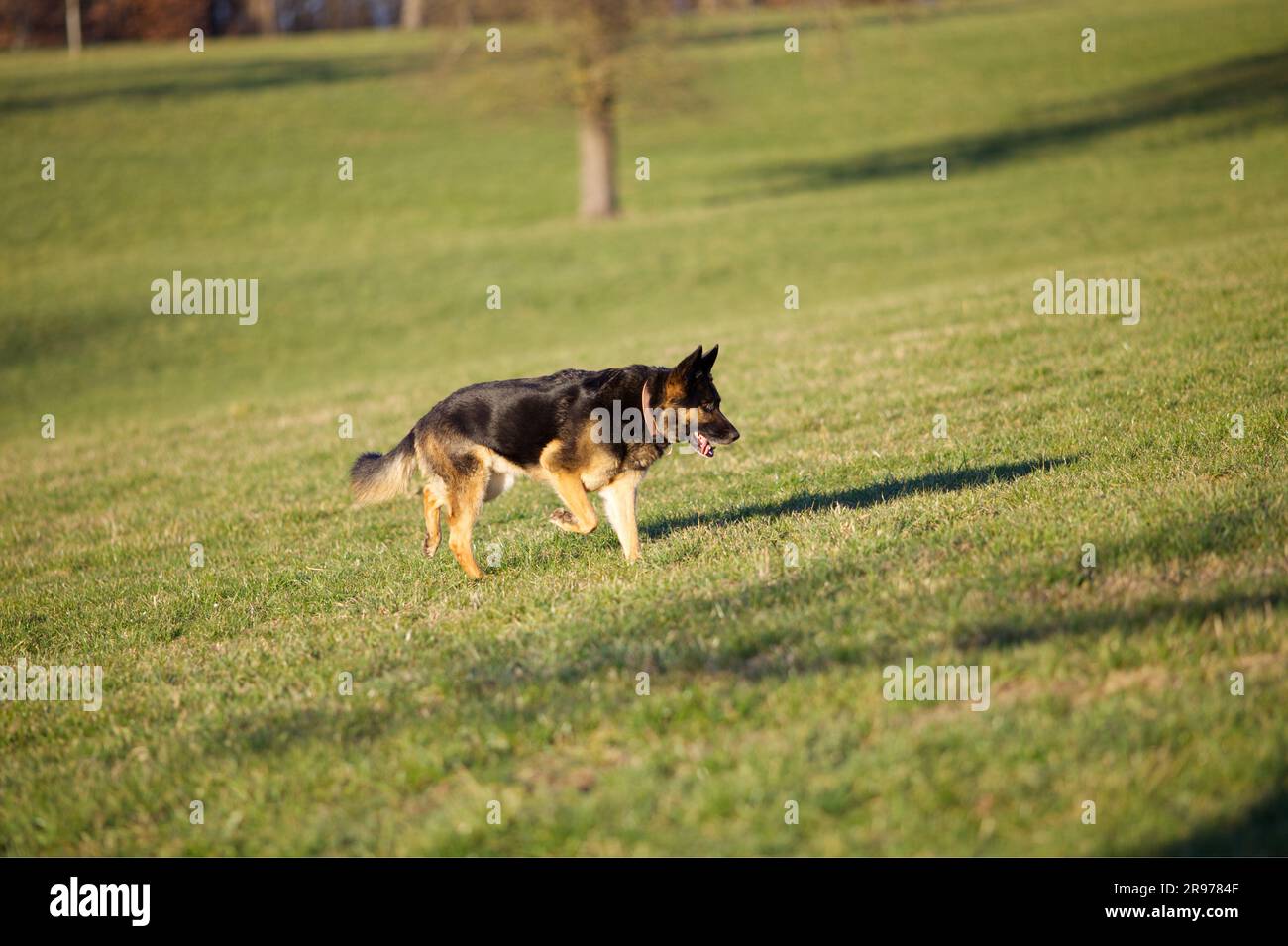 Deutscher Schäferhund läuft frei auf der Wiese Stockfoto