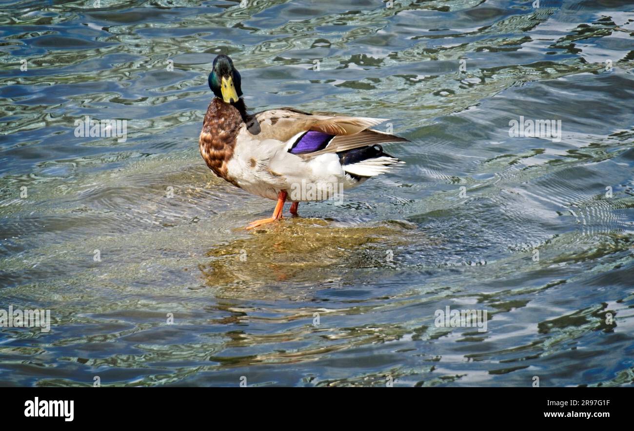 Duck East Village Calgary, Alberta Stockfoto