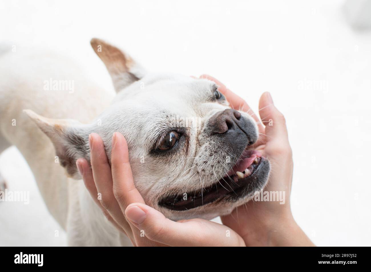 Menschliche Hände, die ein niedliches Hundegesicht halten. Komisches Hundegesicht. Freundschaft von Hund und Mensch. Stockfoto