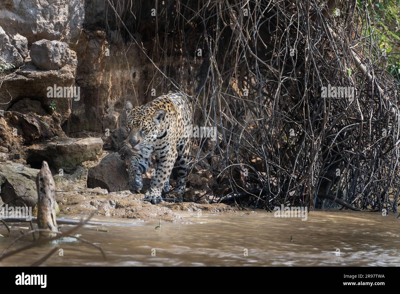Jaguar, der hinter einem Vorhang aus Reben in den Fluss spaziert Stockfoto
