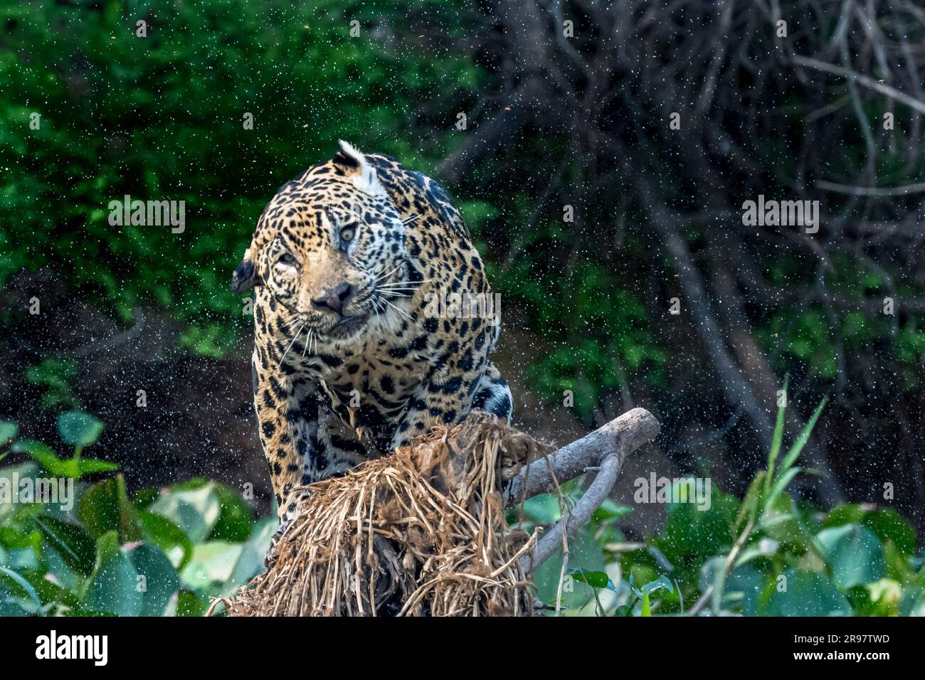 Jaguar schüttelt nach einem Bad im Fluss den Kopf Stockfoto