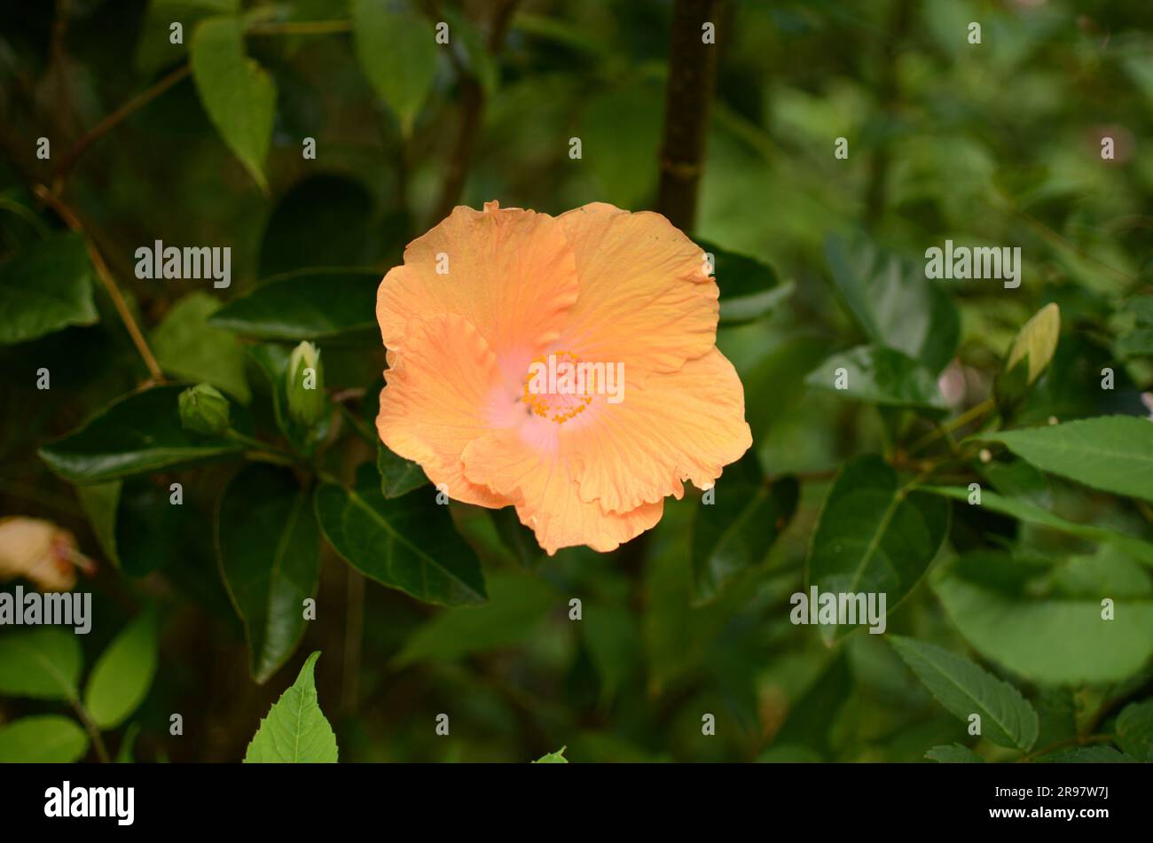 Orange Hibiskusblume Im Botanischen Garten. Stockfoto