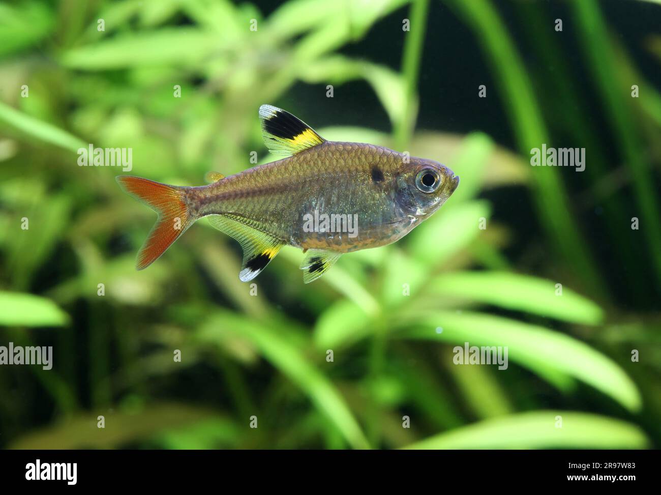 Pristella tetra [ Pristella maxillaris ] im gepflanzten Heimaquarium Stockfoto