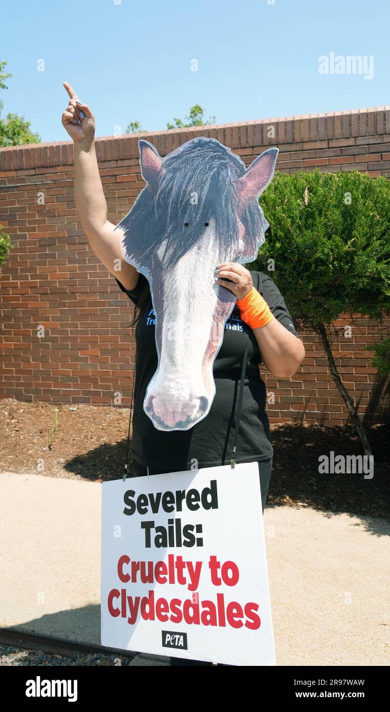 St. Louis, Usa. 24. Juni 2023. Ein PETA-Demonstrante mit einer Clydesdales-Maske schreit Besucher an, die das Brewery Tour Center in St. besuchen Louis am Samstag, den 24. Juni 2023. PETA behauptet, Clydesdales' Schwanzknochen werden abgetrennt und Schwänze abgeschnitten, was die Blutversorgung unterbricht, was schließlich dazu führt, dass sie sterben und von allen fallen, damit die Pferde auf eine bestimmte Weise aussehen, wenn sie an einen Bierwagen gekoppelt werden. Foto: Bill Greenblatt/UPI Credit: UPI/Alamy Live News Stockfoto
