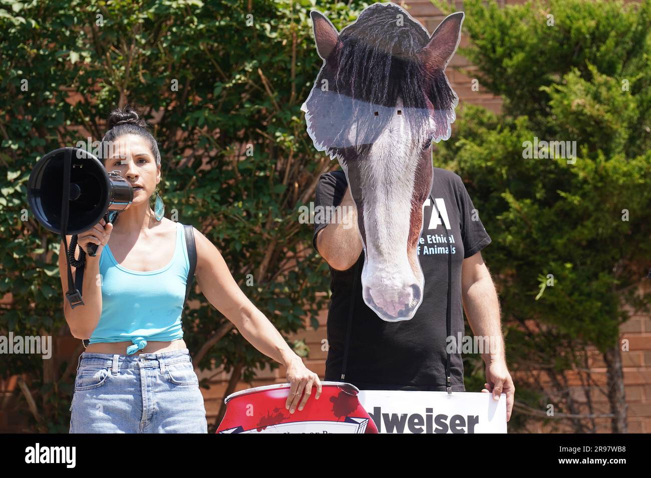 St. Louis, Usa. 24. Juni 2023. PETA-Demonstranten, von denen einige Clydesdales-Masken tragen, rufen Besucher an, die das Brewery Tour Center in St. Louis am Samstag, den 24. Juni 2023. PETA behauptet, Clydesdales' Schwanzknochen werden abgetrennt und Schwänze abgeschnitten, was die Blutversorgung unterbricht, was schließlich dazu führt, dass sie sterben und von allen fallen, damit die Pferde auf eine bestimmte Weise aussehen, wenn sie an einen Bierwagen gekoppelt werden. Foto: Bill Greenblatt/UPI Credit: UPI/Alamy Live News Stockfoto