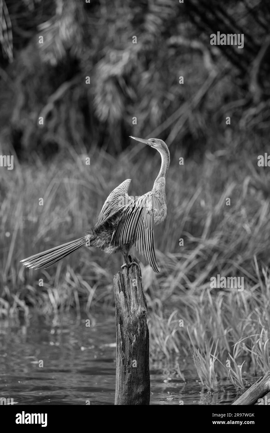 Anhinga - schwarz und weiß - hoch oben auf einem Baumstumpf im Black River Pantanal Stockfoto