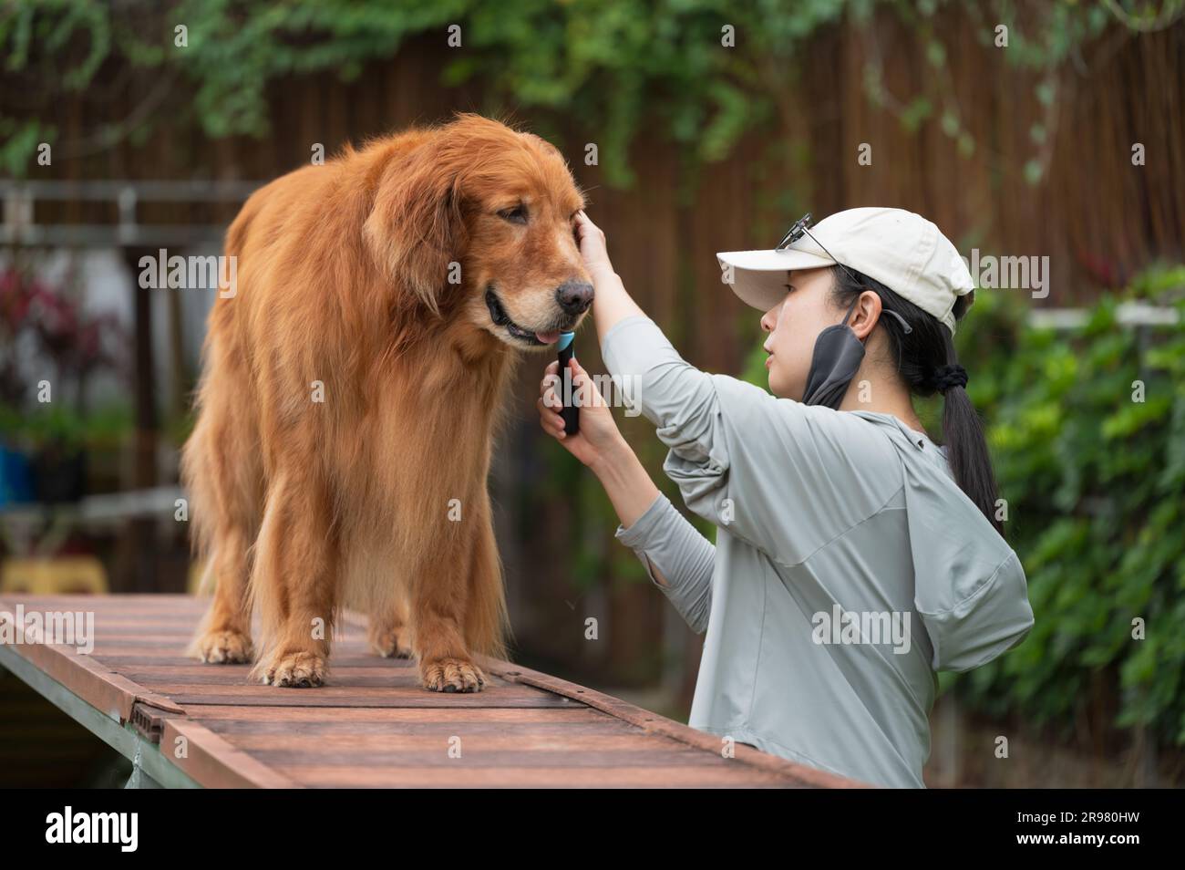 Die Frau, die den goldenen Retriever-Hund pflegt, die Frau, die den goldenen Retriever-Hund pflegt Stockfoto