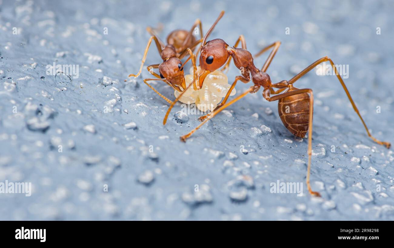 Rote Ameise, um Eier auf dem Zementboden zu bewegen. Stockfoto