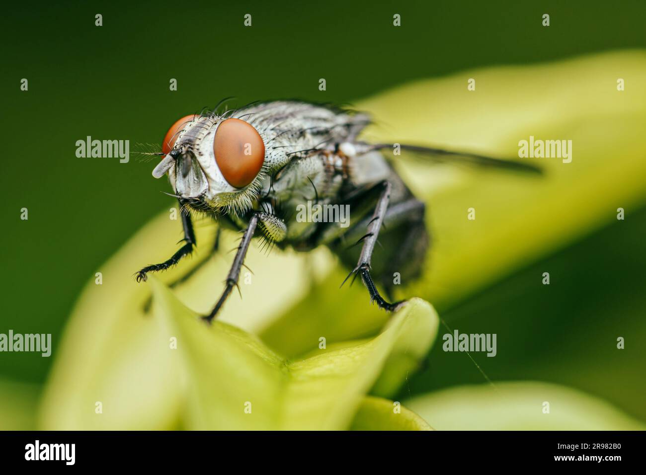 Nahaufnahme einer Fliege auf grünem Blatt und unscharfem Hintergrund der Natur, gemeine Hausfliege, farbenfrohes Insekt, selektiver Fokus. Stockfoto