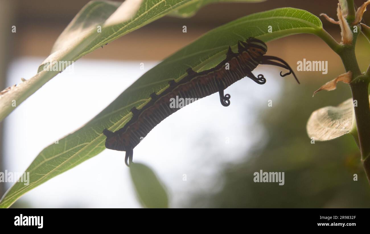 Monarch Schmetterling Raupe auf einem grünen Blatt mit einem teilweise gefressenen Blatt. Stockfoto