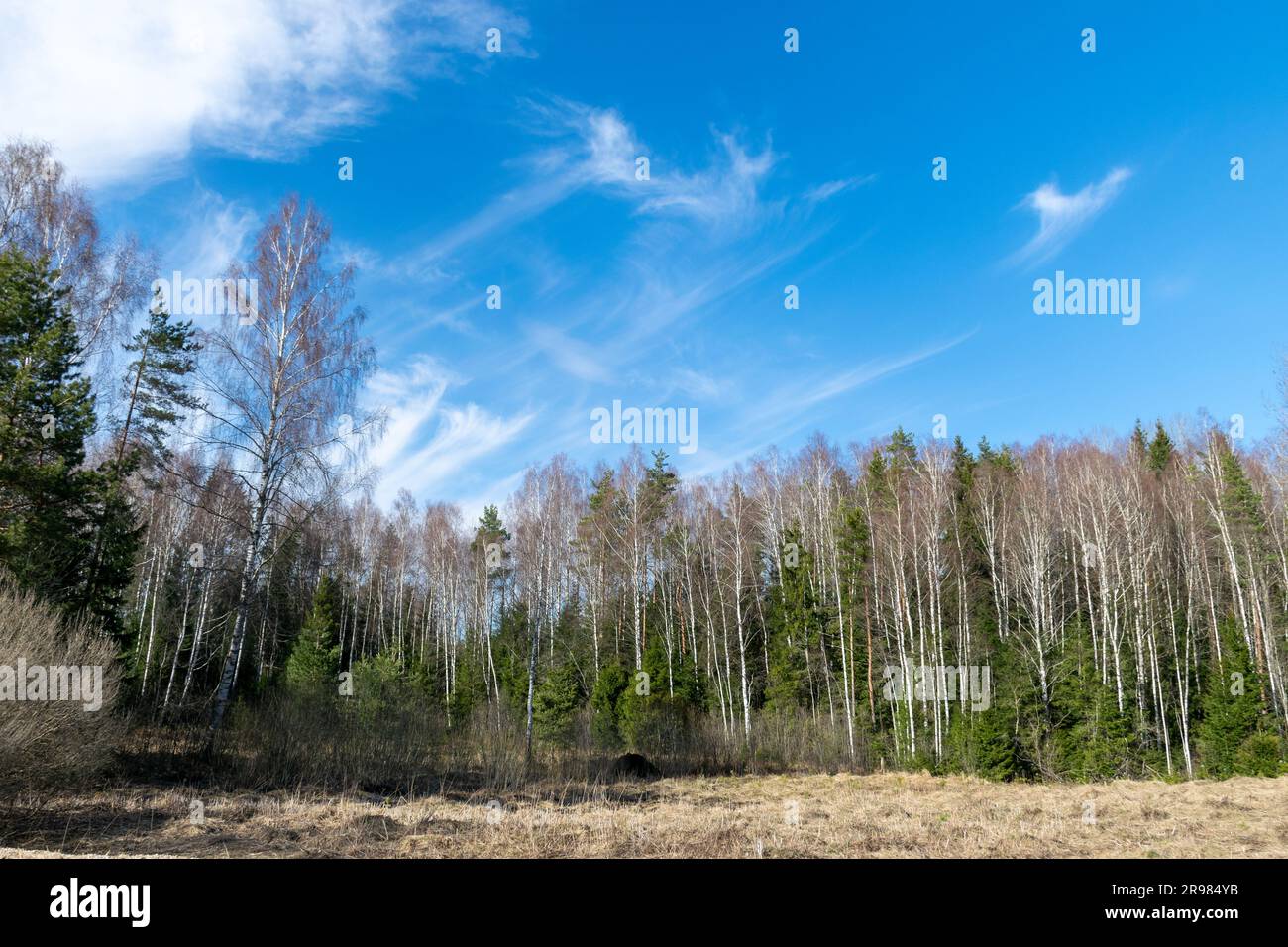 Eine einfache Frühlingslandschaft mit Bäumen, wunderschönem Himmel und bezaubernden zarten Wolken Stockfoto