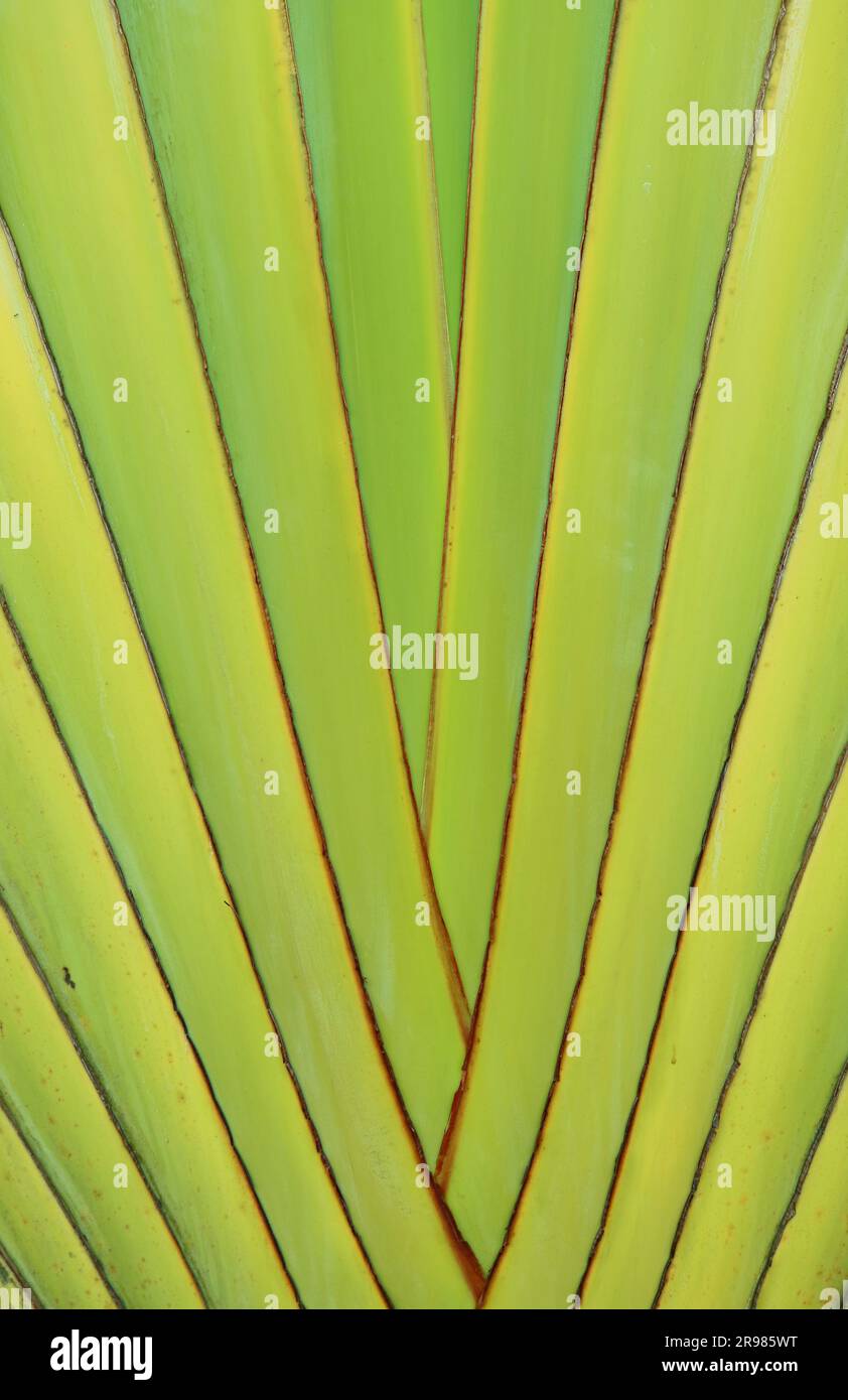 Künstlerische Textur von fächerförmigen Reisenden Palmenblattstämmen Stockfoto