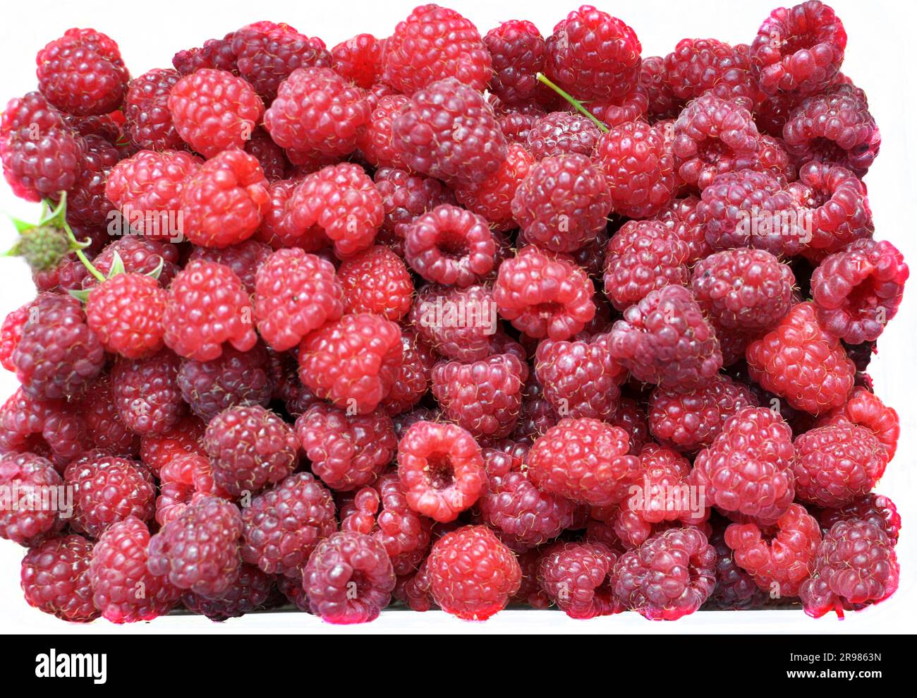 Obsthintergrund geernteter und reifer Himbeeren Stockfoto