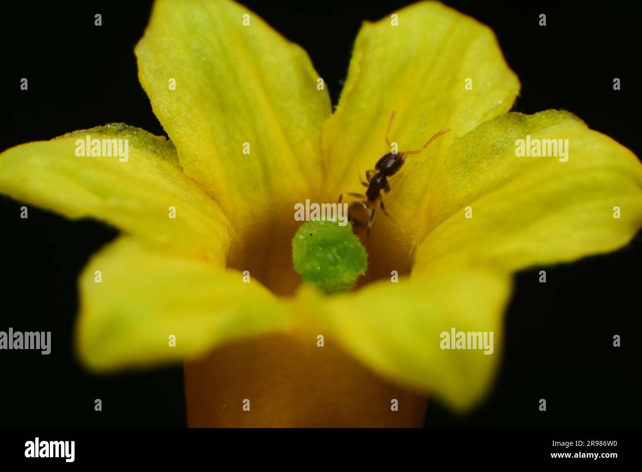 Gelbe Blume mit winziger Ameise darauf, die Nektar saugt/isst Stockfoto