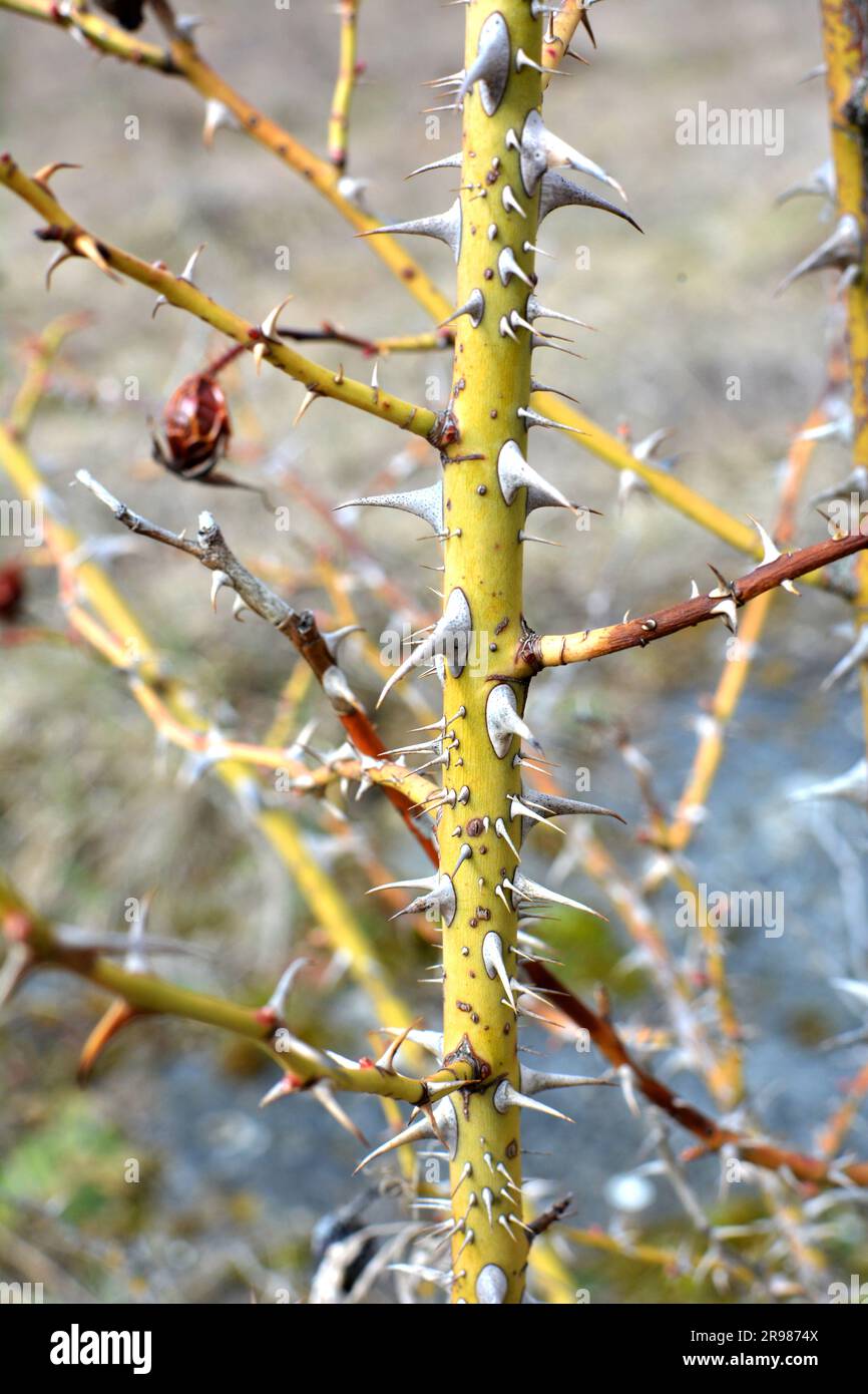 Scharfe Dornen auf einem Sträucherzweig und ein Baum in der Nähe Stockfoto