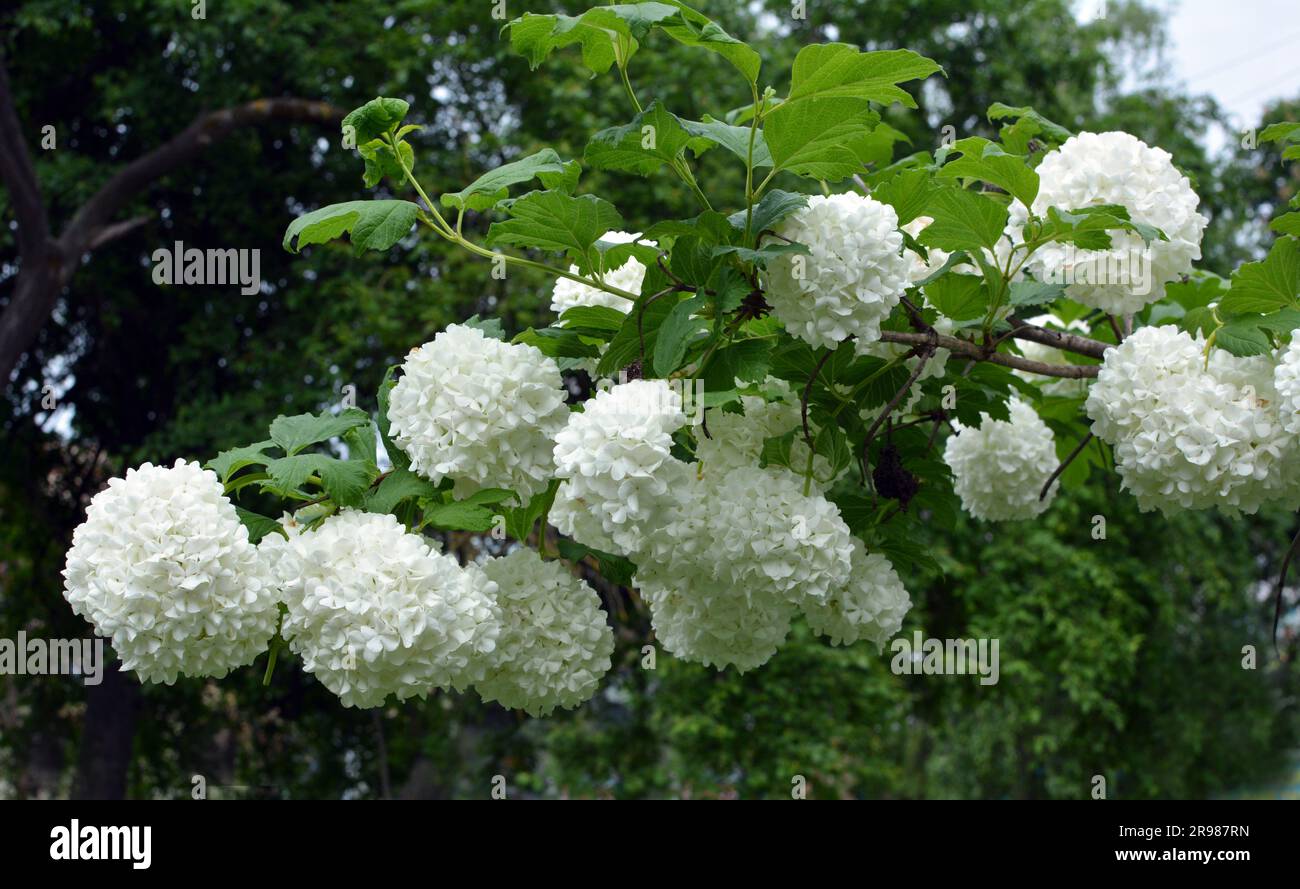 Die Blüten des Zierbusches viburnum opulus blühen in der Natur weiß Stockfoto